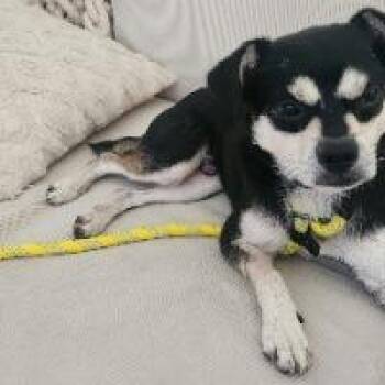 Zoro -  Terrier Dog for Adoption in Monticello, New York - Zoro | PetCurious