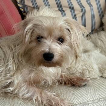 Gigi -  Yorkshire Terrier Dog for Adoption in Bradenton, Florida - Gigi | PetCurious
