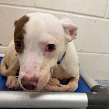 Patch -  Mixed Breed Dog for Adoption in Buffalo, Minnesota - Patch | PetCurious