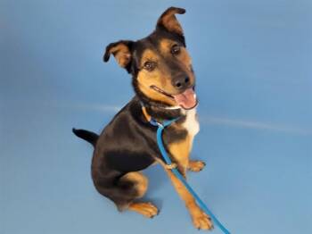 HAZEL -  Rottweiler and Pit Bull Terrier Dog for Adoption in Colorado Springs, Colorado - HAZEL | PetCurious