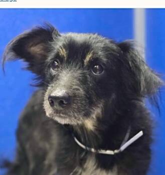 Piper -  Border Collie and Chihuahua Dog Available for Adoption in Boulder, Colorado - Piper | PetCurious
