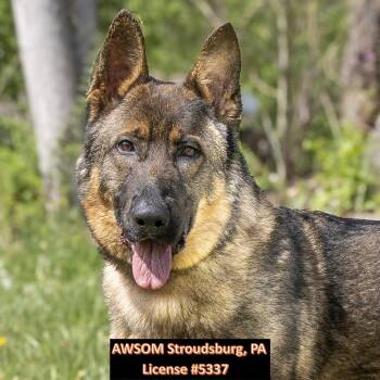 German Shepherd Dog Dogs Available for Adoption in Stroudsburg, Pennsylvania - Colby | PetCurious