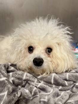 Buddy -  Bolognese Dog for Adoption in Midland, Michigan - Buddy | PetCurious