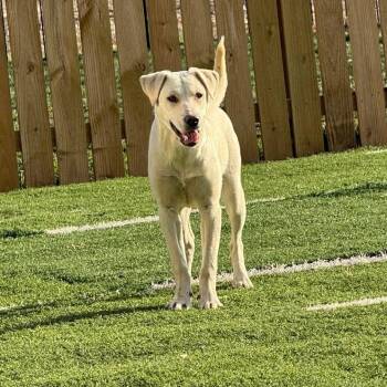 Labrador Retriever Dogs Available for Adoption in Seward, Nebraska - Dixie | PetCurious
