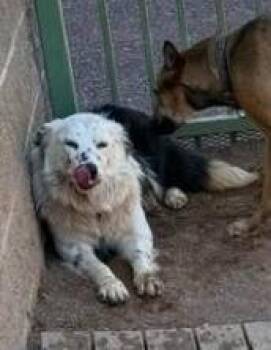 Vanjie -  Mixed Breed Dog for Adoption in West Chester, Pennsylvania - Vanjie | PetCurious
