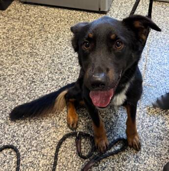 Kevin (Bean) -  Mixed Breed Dog for Adoption in Columbia, Tennessee - Kevin (Bean) | PetCurious