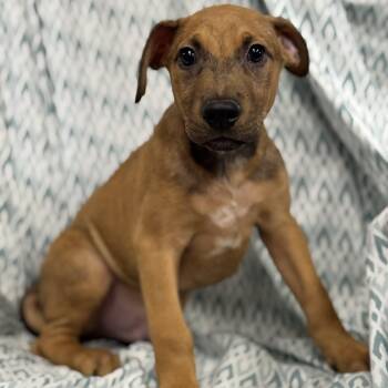Rescue Mixed Breed Dogs for Adoption in Harrisburg, North Carolina - Elson (CONC-A-8674) | PetCurious