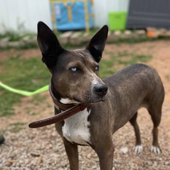 Moon -  Shepherd and Mixed Breed Dog for Adoption in Columbia, South Carolina - Moon | PetCurious