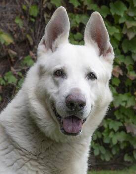 Rescue German Shepherd Dog Dogs for Adoption in Chicago, Illinois - Blue | PetCurious