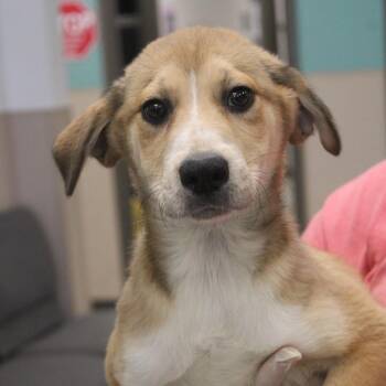 Australian Cattle Dog Blue Heeler and Retriever Dogs Available for Adoption in Cleveland, Mississippi - Sunflower | PetCurious