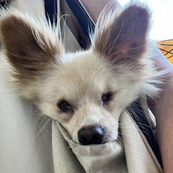 Zoloft -  Pomeranian and Papillon Dog for Adoption in Los Angeles, California - Zoloft | PetCurious