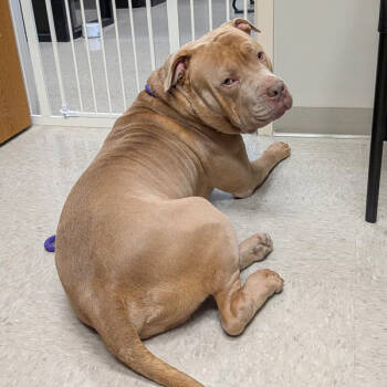 Rescue American Staffordshire Terrier Dogs for Adoption in Des Moines, Iowa - Meatloaf | PetCurious