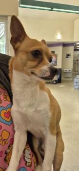 Chihuahua and Mixed Breed Dogs Available for Adoption in Hagerstown, Maryland - ALBERT | PetCurious