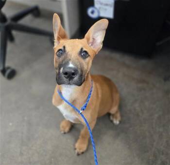 Mixed Breed Dogs Available for Adoption in Dallas, Texas - LIMO | PetCurious