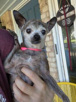 Gerald - WA -  Chihuahua and Rat Terrier Dog for Adoption in Bryan, Texas - Gerald - WA | PetCurious