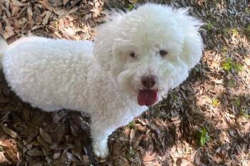 Rescue Maltipoo Dogs for Adoption in North Fort Myers, Florida - Sheldon | PetCurious