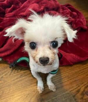 Angel -  Maltese Dog for Adoption in Mustang, Oklahoma - Angel | PetCurious