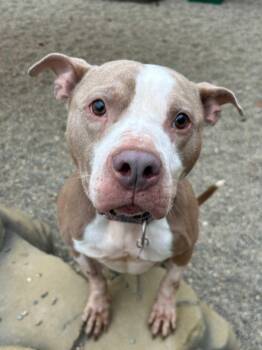 Rescue Pit Bull Terrier and Mixed Breed Dogs for Adoption in Detroit, Michigan - William | PetCurious