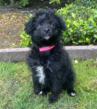 Havanese and Papillon Dogs Available for Adoption in Palo Alto, California - Money: Rupee | PetCurious