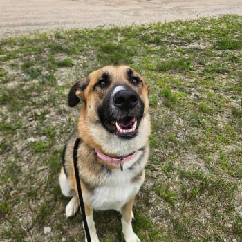 Nova- Available Soon! -  German Shepherd Dog and Great Pyrenees Dog for Adoption in Conway, New Hampshire - Nova- Available Soon! | PetCurious