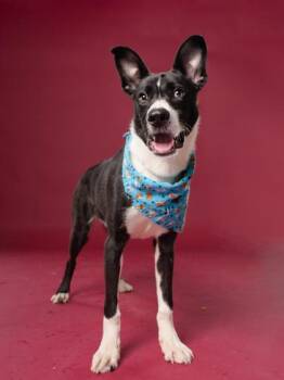 Rico -  Mixed Breed Dog for Adoption in Atlanta, Georgia - Rico | PetCurious