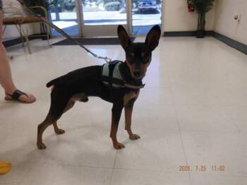 DIEGO -  Miniature Pinscher Dog for Adoption in Oroville, California - DIEGO | PetCurious