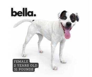 Staffordshire Bull Terrier Dogs Available for Adoption in Ashland, Kentucky - Bella | PetCurious