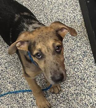 Orion -  Catahoula Leopard Dog Dog for Adoption in Golden, Colorado - Orion | PetCurious
