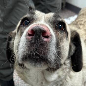 Perry -  Mixed Breed and Anatolian Shepherd Dog for Adoption in Salt Lake City, Utah - Perry | PetCurious