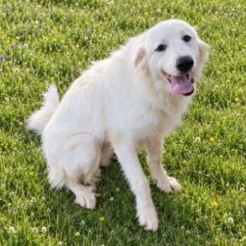 CT Kaley -  Great Pyrenees and Samoyed Dog for Adoption in Eastford, Connecticut - CT Kaley | PetCurious