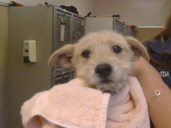 PHLOX -  Siberian Husky Dog for Adoption in Sacramento, California - PHLOX | PetCurious