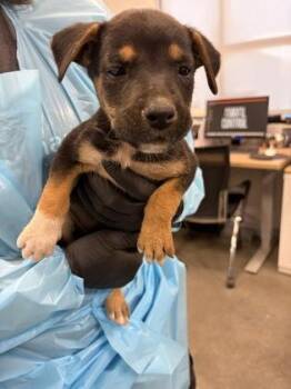 Acacia -  Mixed Breed Dog for Adoption in Fresno, California - Acacia | PetCurious