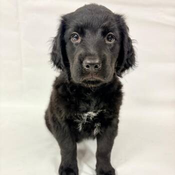 1164 (2026) -  Goldendoodle and Mixed Breed Dog for Adoption in Parker, Colorado - 1164 (2026) | PetCurious