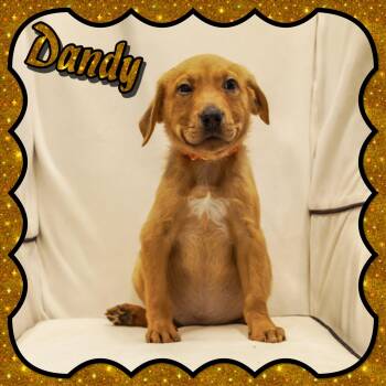 Beagle and Retriever Dogs Available for Adoption in Seagoville, Texas - Dandy | PetCurious
