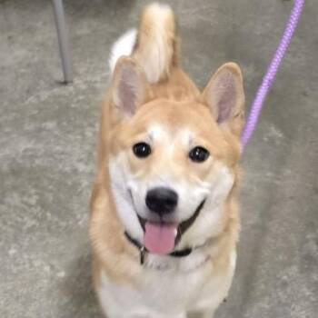 Shiba Inu Dogs Available for Adoption in Philadelphia, Pennsylvania - Sora | PetCurious