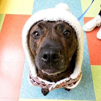 Rescue American Staffordshire Terrier and Mixed Breed Dogs for Adoption in Wheeling, Illinois - Ziba | PetCurious