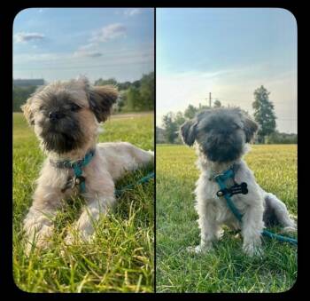 Hugo -  Shih Tzu Dog for Adoption in Boulder, Colorado - Hugo | PetCurious