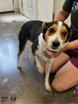 Molly -  Beagle and Australian Cattle Dog Blue Heeler Dog for Adoption in Sunrise Beach, Missouri - Molly | PetCurious