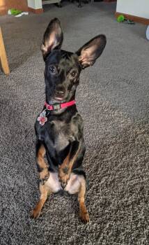 Dachshund and Rat Terrier Dogs Available for Adoption - Toby | PetCurious