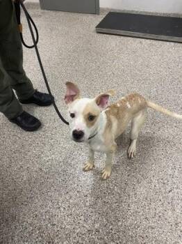 Fawn -  Mixed Breed Dog for Adoption in Gastonia, North Carolina - Fawn | PetCurious