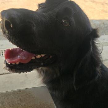Luna -  Australian Cattle Dog Blue Heeler and Great Pyrenees Dog for Adoption in Athens, Alabama - Luna | PetCurious