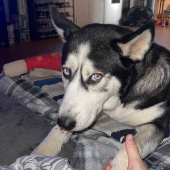 Reya -  Husky Dog for Adoption in Harrisonburg, Virginia - Reya | PetCurious