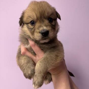 Shepherd and Husky Dogs Available for Adoption in Northbrook, Illinois - Pasadena | PetCurious