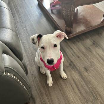 Ocean (water themed litter) -  Hound and Labrador Retriever Dog for Adoption in Mt. Juliet, Tennessee - Ocean (water Themed Litter) | PetCurious