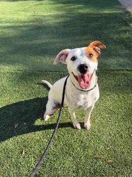 George -  Pit Bull Terrier Dog for Adoption in Santa Monica, California - George | PetCurious