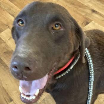 Rip -  Chocolate Labrador Retriever Dog for Adoption in Jay, New York - Rip | PetCurious