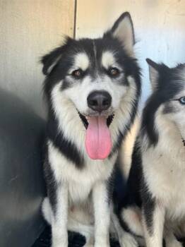 MARIO -  Siberian Husky and Mixed Breed Dog for Adoption in Dallas, Texas - MARIO | PetCurious