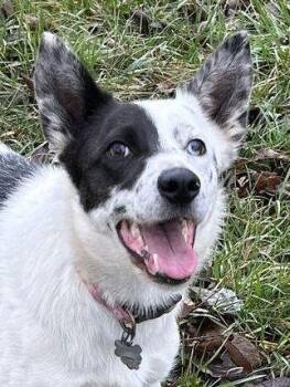 Border Collie and Australian Shepherd Dogs Available for Adoption - Lilo *COURTESY LISTING | PetCurious