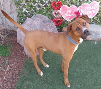 Black Mouth Cur and Mixed Breed Dogs Available for Adoption - STEVE | PetCurious