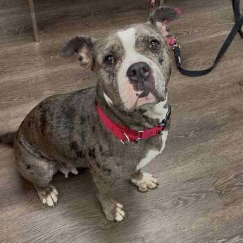 Diem -  Pit Bull Terrier Dog for Adoption in Sunrise, Florida - Diem | PetCurious